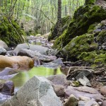 川などに転がっている天然の石や流木を飼育水槽で安全に使う方法