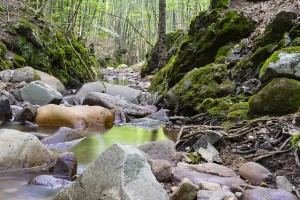 川などに転がっている天然の石や流木を飼育水槽で安全に使う方法