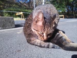 地域猫　名古屋　トラの写真
