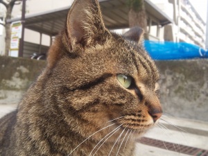 地域猫　名古屋　トラの写真