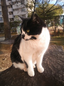 地域猫　名古屋　牛ちゃんの写真