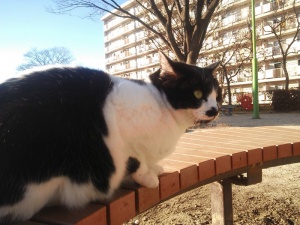 地域猫　名古屋　牛ちゃんの写真