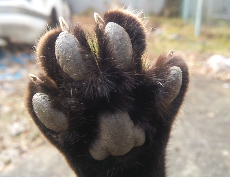 「トラの肉球」が撮れた