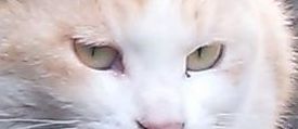 ヤンヤン