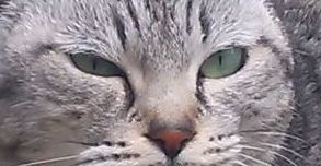 ニュートラ