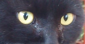 クロ