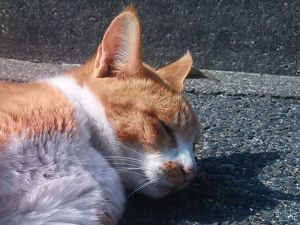 また食べない茶ちゃん・・・・・。