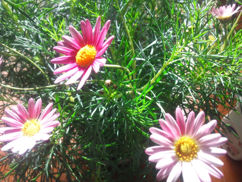 今朝は寒かった