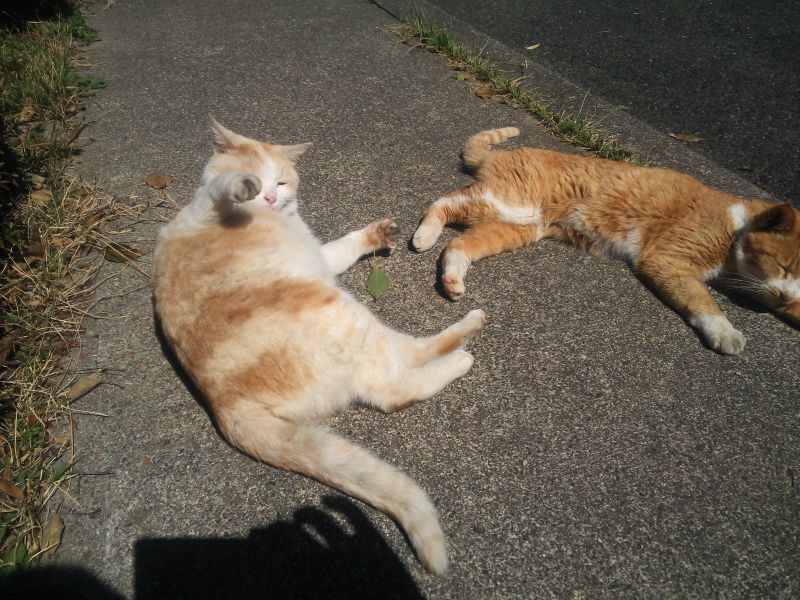 暑くなりましたね|がんばれ！わが町名古屋の地域猫