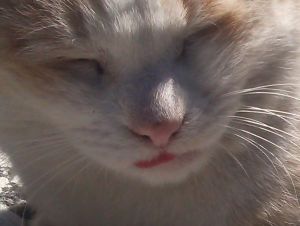 ヤンヤンの顔