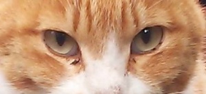 茶２
