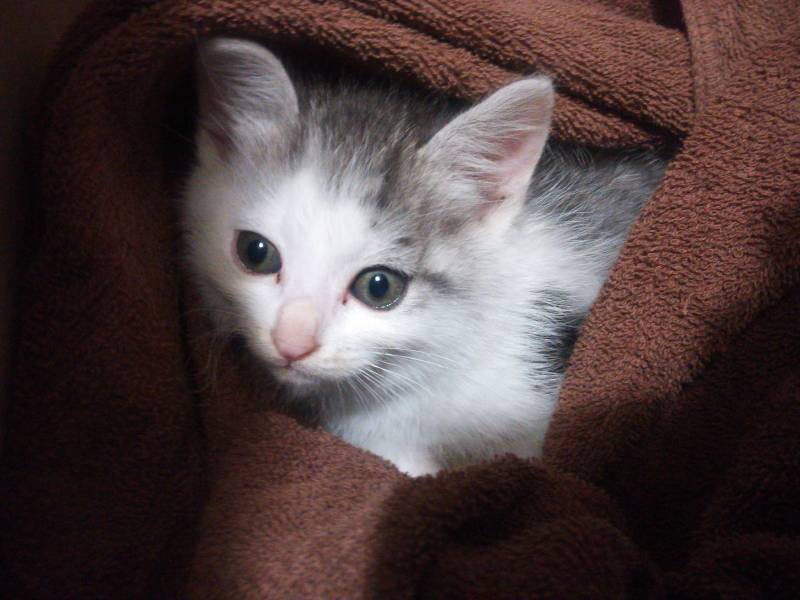 あんずのリハビリ