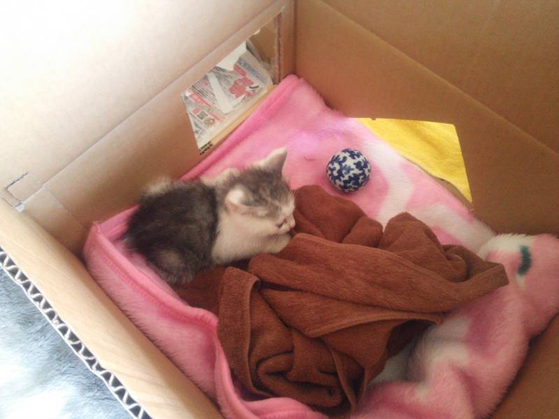 あんずにもここの猫ちゃんにも何一つ非はありません。