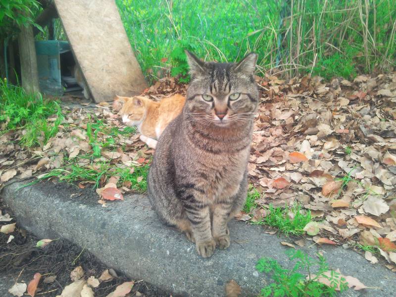 どうして猫の保護活動をしているNPOやボランティアの人ってあんなに高圧的なの？