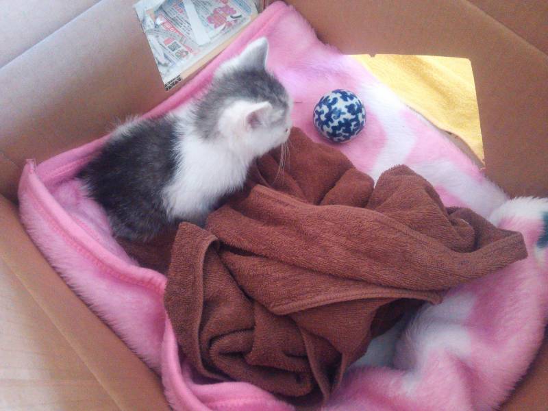 段ボールをつなげて１ＬＤＫ＋トイレ？になったあんず（仮）のおうちと今朝の動画