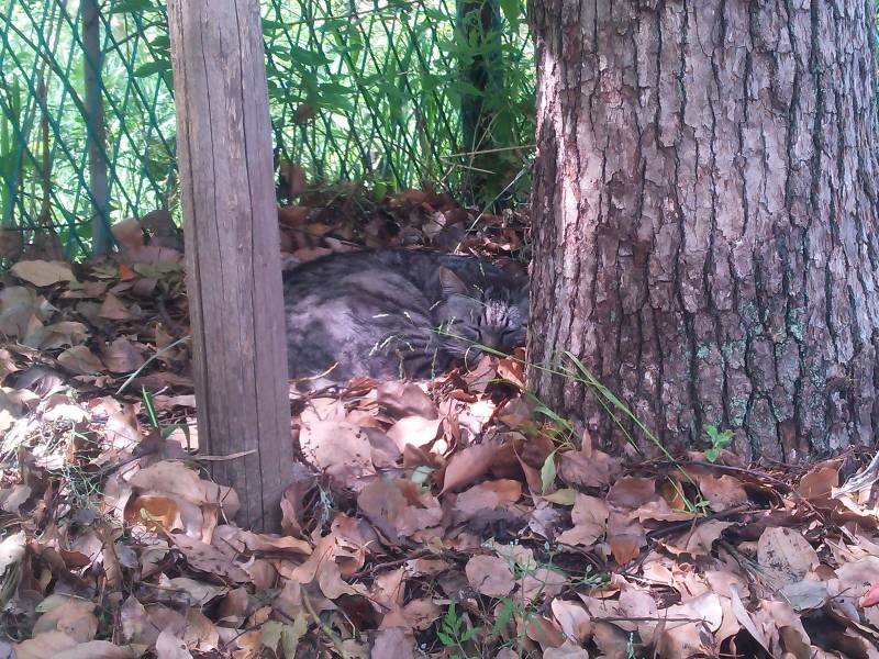 猫は綺麗好きではなく、「きれいなところ好き」