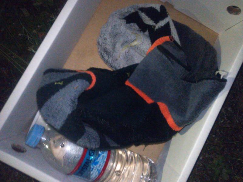 何回も回ったけど・・・捨て猫は何処に？？？