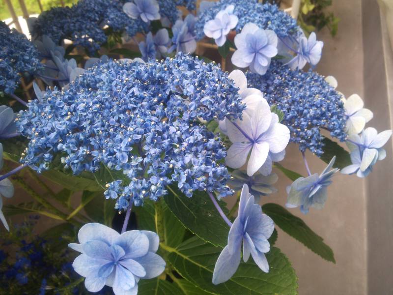 久しぶりの外猫記事、ご飯で集合写真。|がんばれ！わが町名古屋の地域猫