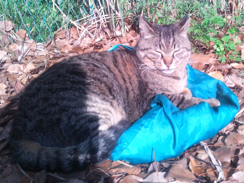 エサ入れ袋からどかないトラ、そして今日も平和な猫ちゃん動画２本