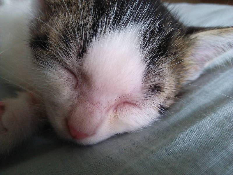 ミクの気質は愛想なしにそっくり