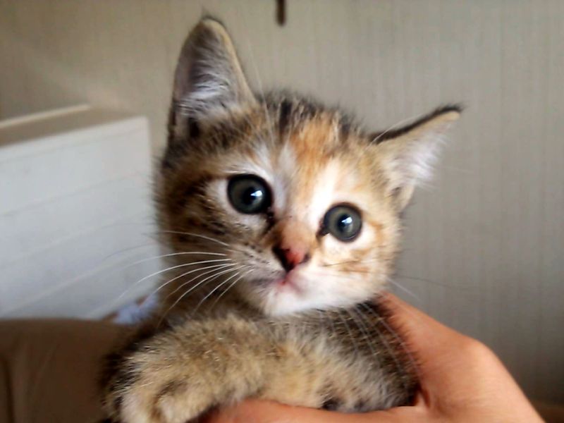 マロンはトラにそっくり