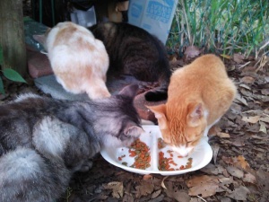 猫ちゃんたちの朝食シーン