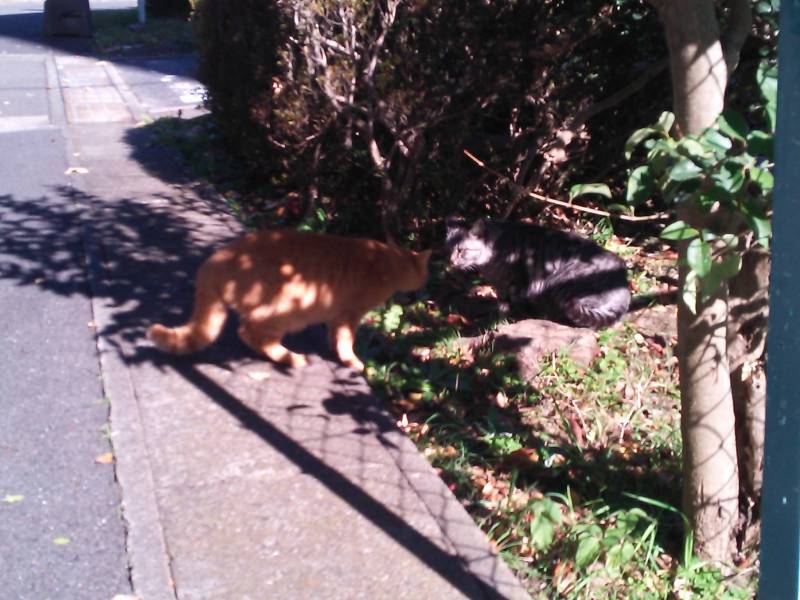 新入りゴロー君、寝た子は起こせない状態。