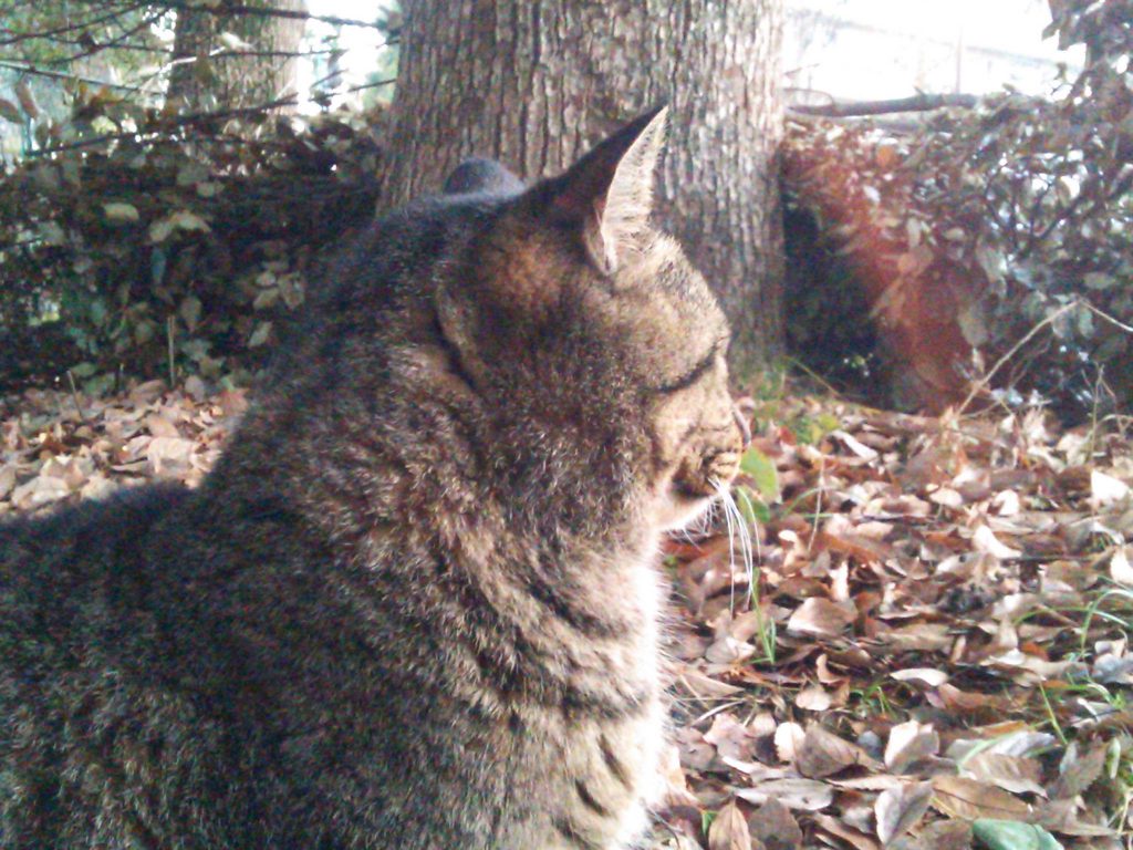 積雪、増えとるじゃん！！