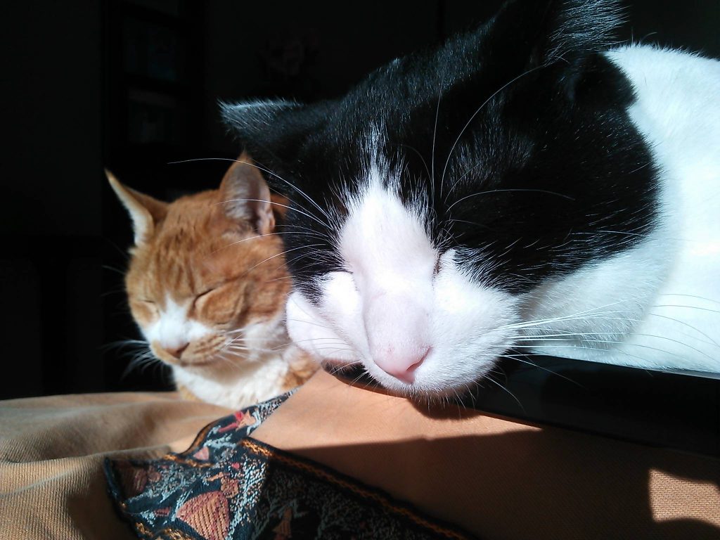 え？次の引っ越し先がペット不可だから置いてくの？？