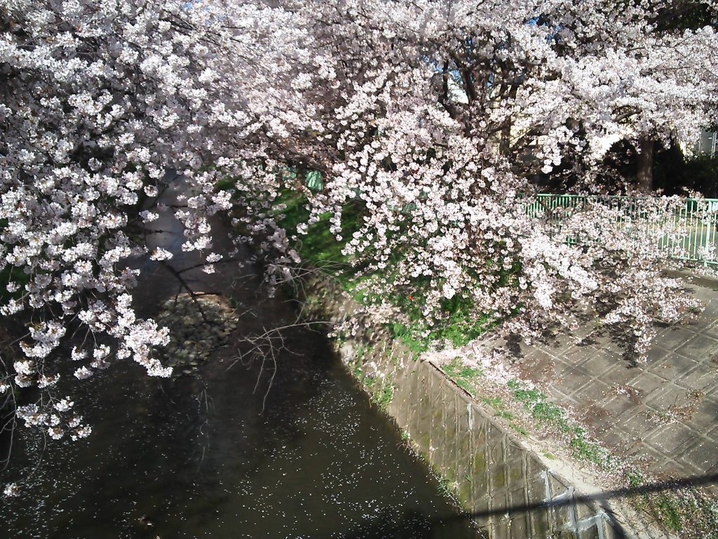 近所の桜　２０１８　～今年は散るのが早すぎ？～|がんばれ！わが町名古屋の地域猫