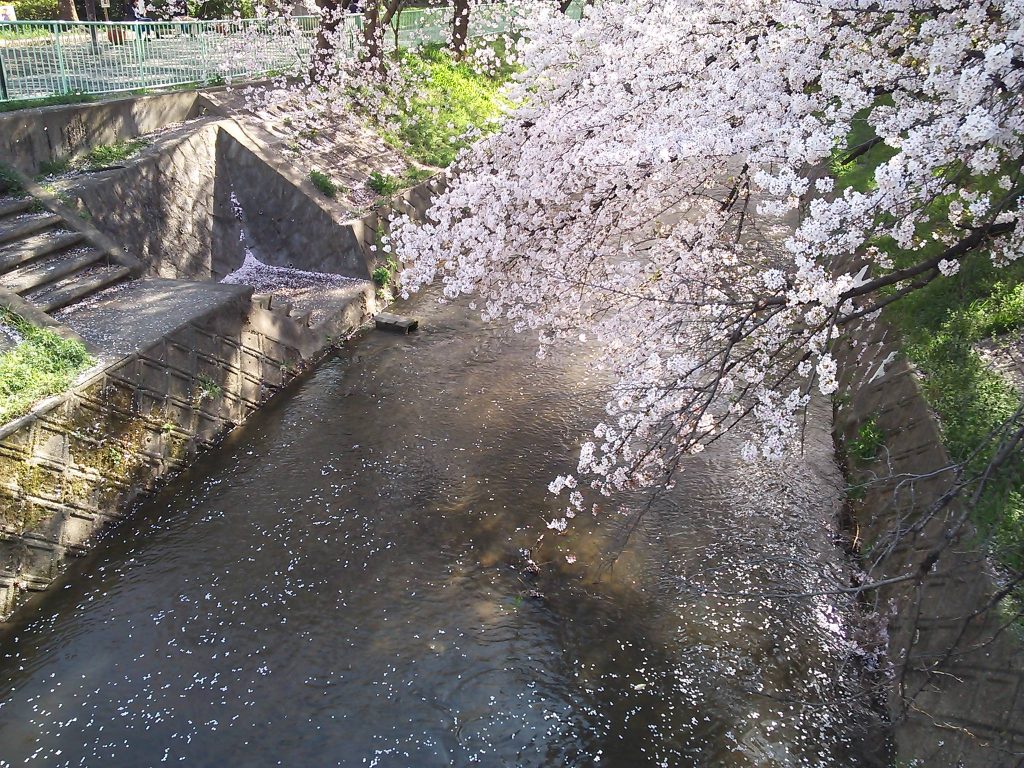 近所の桜　２０１８　～今年は散るのが早すぎ？～|がんばれ！わが町名古屋の地域猫