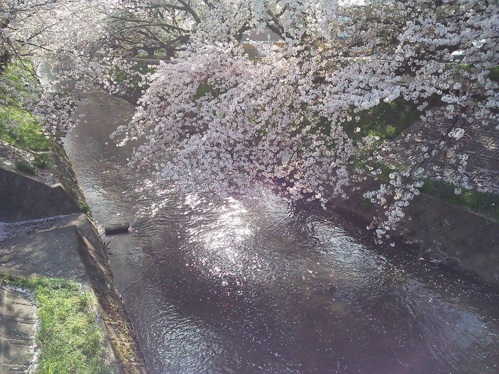 近所の桜　２０１８　～今年は散るのが早すぎ？～|がんばれ！わが町名古屋の地域猫