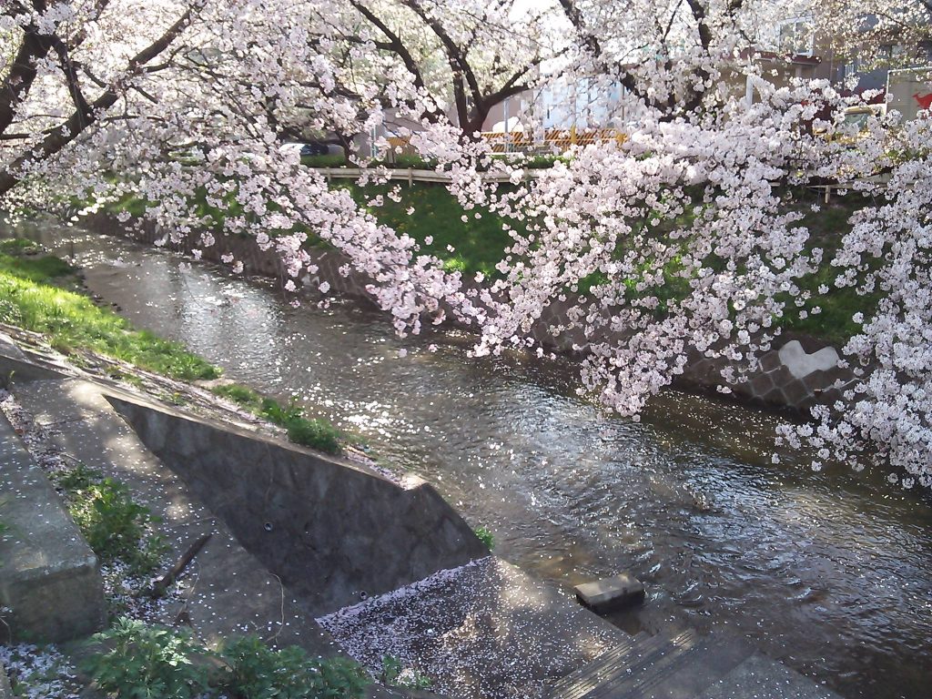 近所の桜　２０１８　～今年は散るのが早すぎ？～|がんばれ！わが町名古屋の地域猫