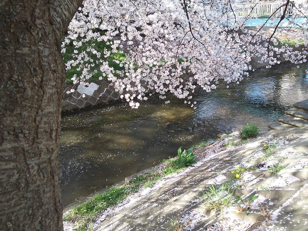 近所の桜　２０１８　～今年は散るのが早すぎ？～|がんばれ！わが町名古屋の地域猫
