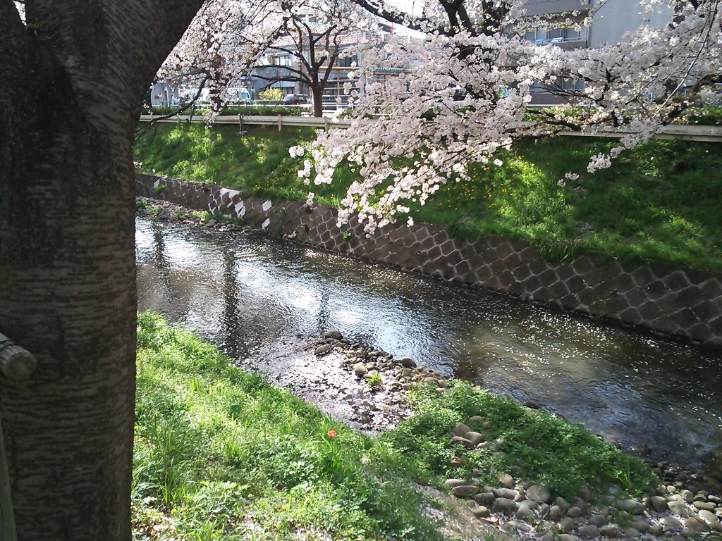近所の桜　２０１８　～今年は散るのが早すぎ？～