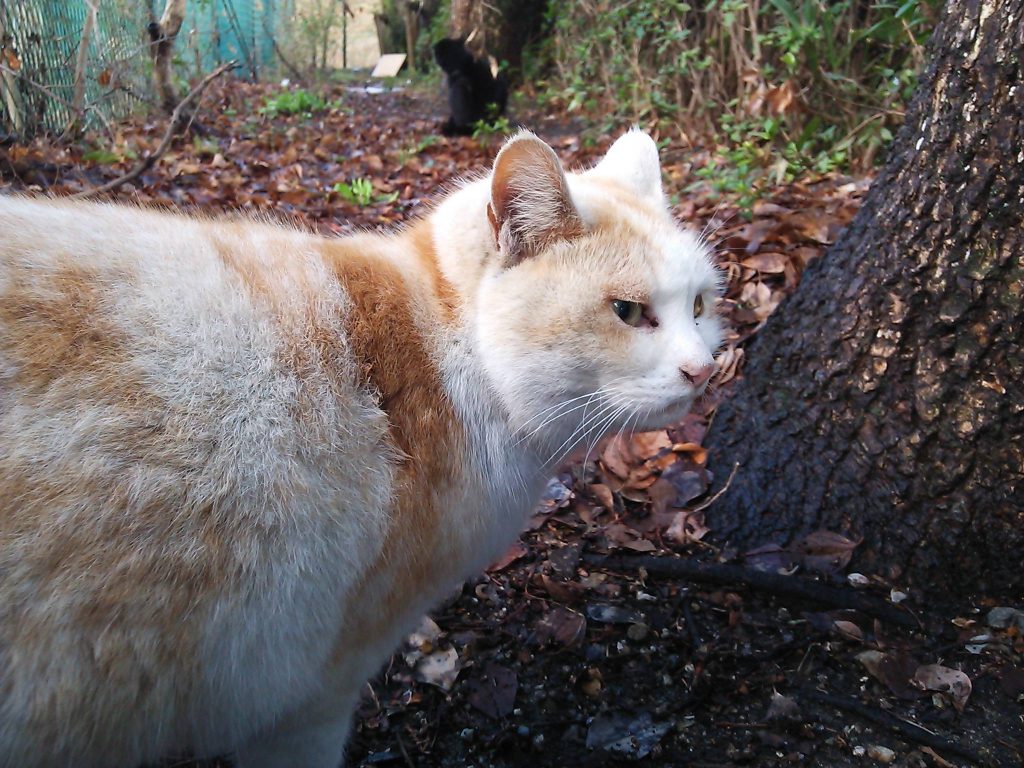 ヘビに睨まれたカエル状態のヤンヤン！