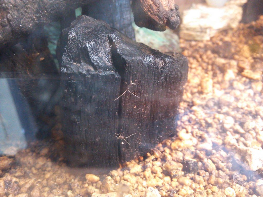 今年初めての確認、10匹の子供！！