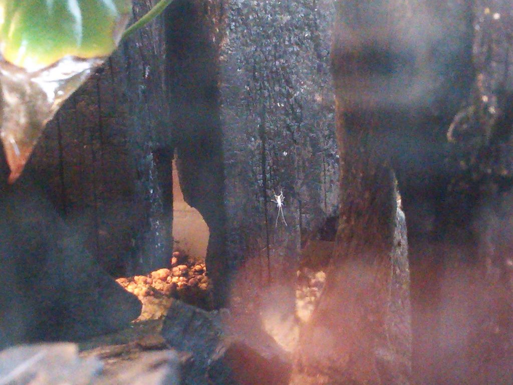 あっという間に100匹以上？