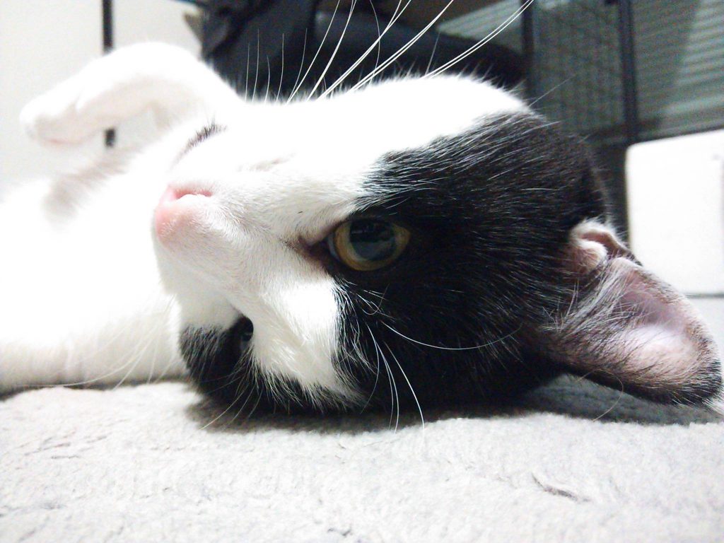 不幸な猫ちゃんを増やさない最善の方法は畜犬登録ならぬ【畜猫登録】だと思うのに進まないのは？？