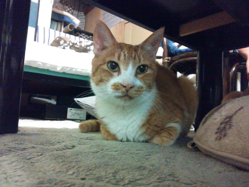 台風の巨大化に雨の降り方の異常、外猫ちゃんは大変です！！