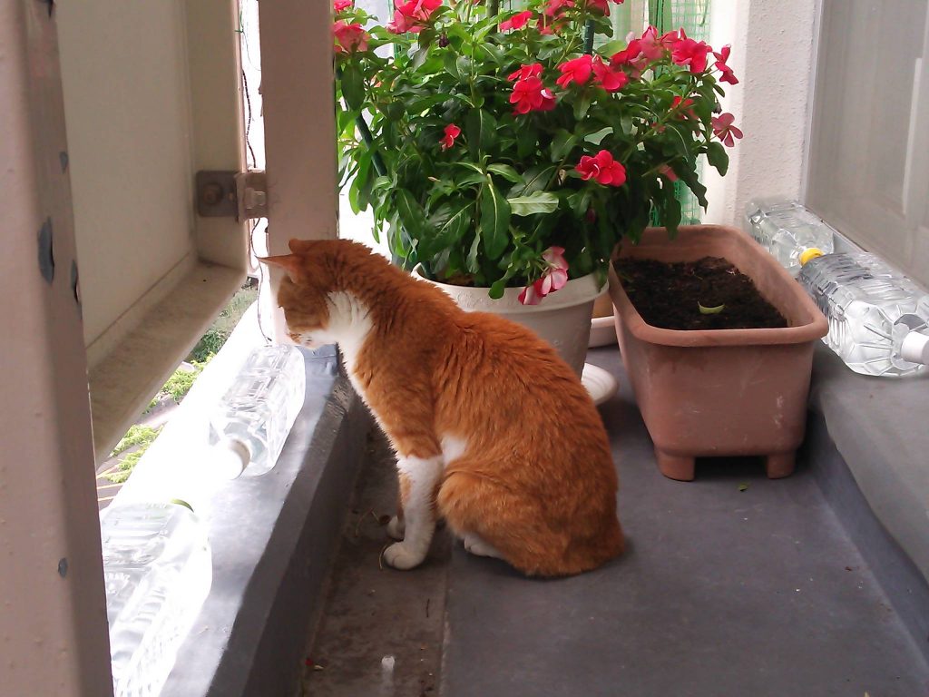 2年越しの日日草、今年も立派に咲きました。と、どら猫動画。