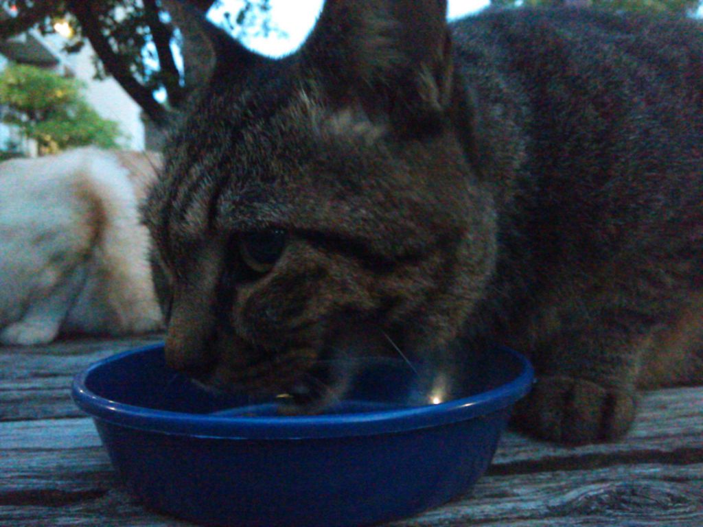 これはやばいと思った愛想なしが・・・・・。