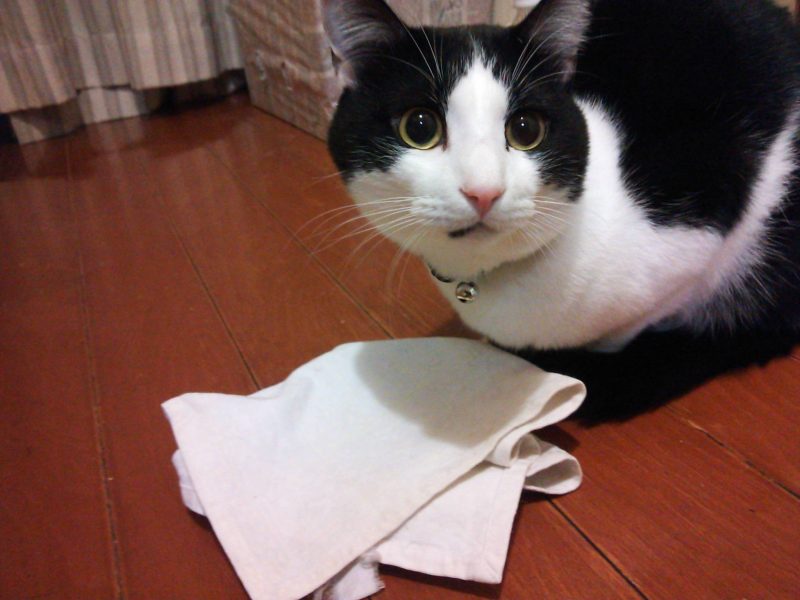 完全に茶くんロス状態なので・・・