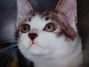 猫　慎之介