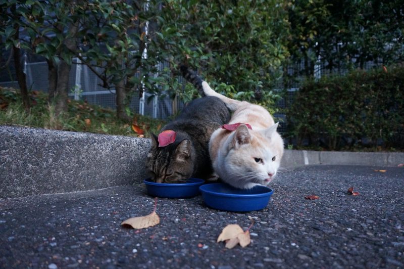 ミラーレス一眼レフでの初動画♪♪