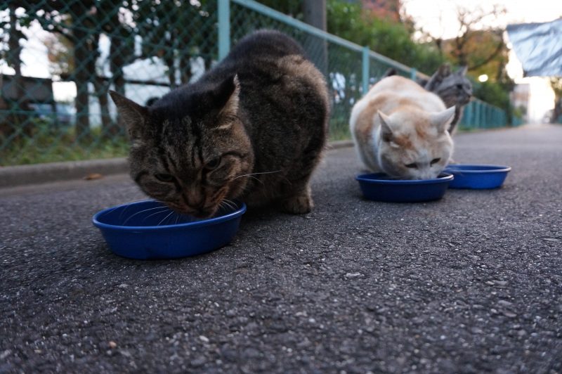今朝のニャンたちの様子|がんばれ！わが町名古屋の地域猫