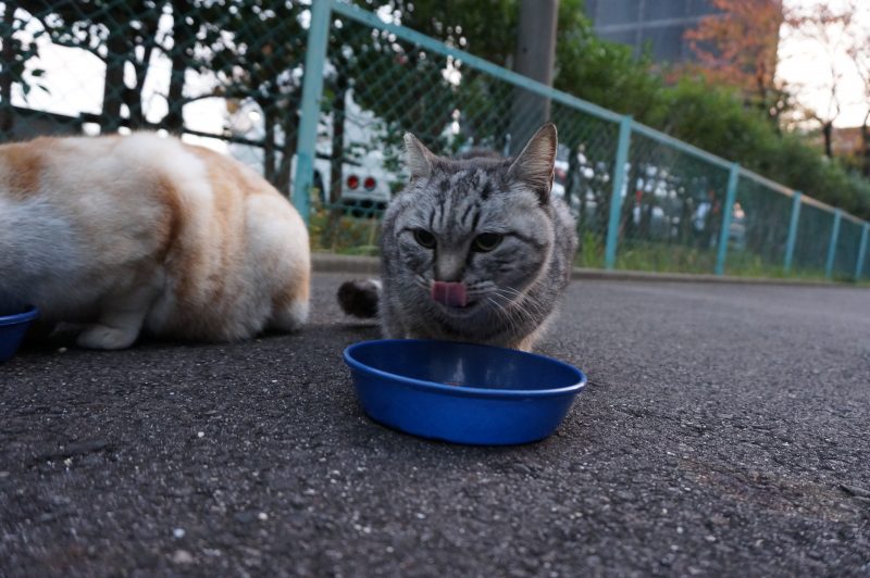 今朝のニャンたちの様子