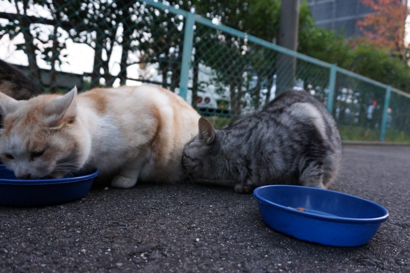今朝のニャンたちの様子|がんばれ！わが町名古屋の地域猫