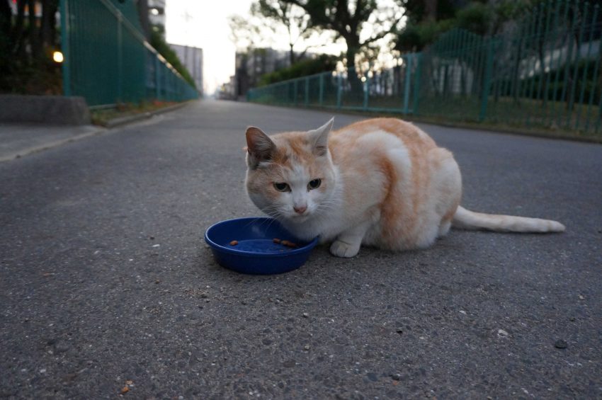 あさいちののみみず