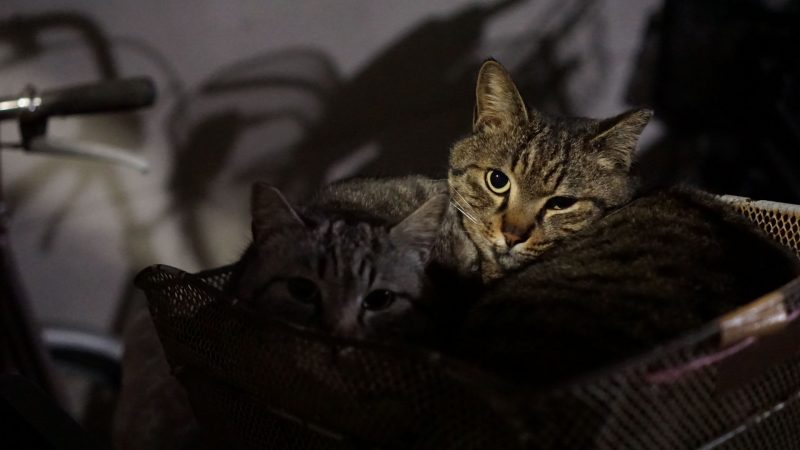 人間は母性本能をなくしつつある・・・・・。